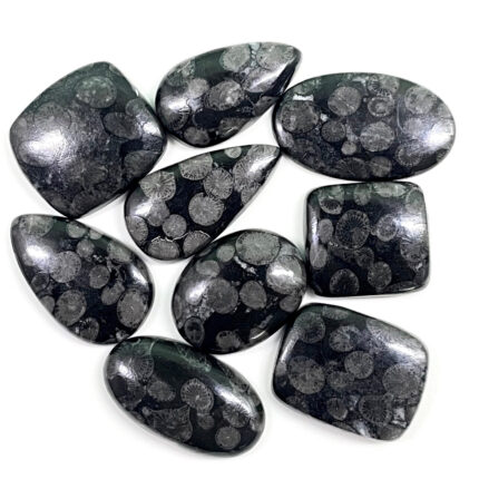 9 Pcs Natural Black Fossil Coral 23-34mm Loose Untreated Cabochon Gemstones Lot