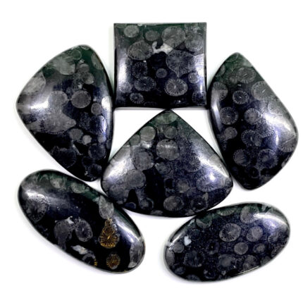 6 Pcs Natural Black Fossil Coral 29-45mm Loose Untreated Cabochon Gemstones Lot